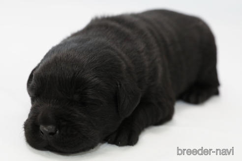 成約済の神奈川県のラブラドールレトリーバー-210136の1枚目